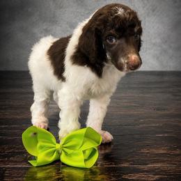 Zuko - Parti male Poodle puppy in Washington, Pennsylvania from Patriotic Poodles