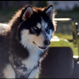 Leo - Siberian Husky