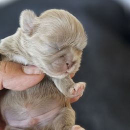 Jimmie - Lilac male Shih Tzu puppy in Victorville, California from RUMBLE n TUMBLE