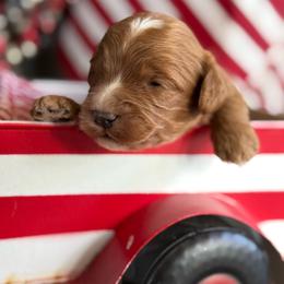 Freedom - male Cavapoochon puppy in Centerburg, Ohio from Doodles by design