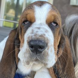 Basset Hounds from Irish Acres Basset Hounds