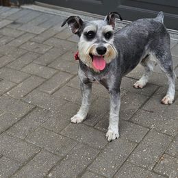 Simba - Miniature Schnauzer