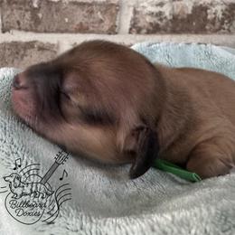 Boy 2 - Cream male Dachshund puppy in Pulaski, Tennessee from Billboard Doxies