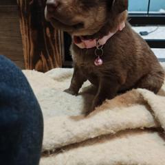Vin - Sedge female Chesapeake Bay Retriever puppy in Soap Lake, Washington from Desert Oasis Kennels