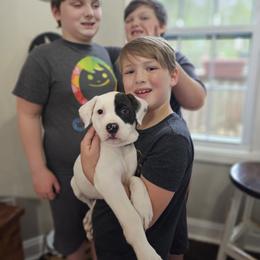 American Bulldog Puppies from Valor American Bulldogs