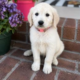 Cinderella - Cream female Goldendoodle puppy in Greenville, North Carolina from ENC Goldendoodles