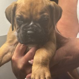 Green collar - Fawn male Boxer puppy in Williamson, New York from Harborview Boxers