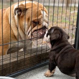 Puddin - Bulldog