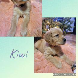Kiwi - Golden female Golden Retriever puppy in Greensburg, Kentucky from Southern Springs Goldens