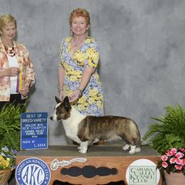 Day - Cardigan Welsh Corgi