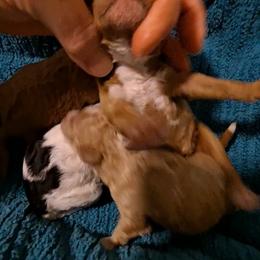 Roishin Girl Pup 2 - Red  female Poodle puppy in Greenville, Texas from RhineStone Poodles
