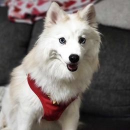 Chai - Pomsky