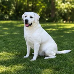 Dove - Labrador Retriever