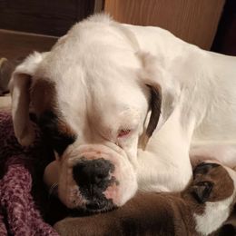 Aurora - Boxer