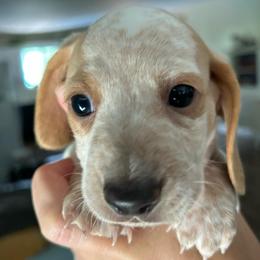 George - Piebald male Dachshund puppy in Bruceton, Tennessee from Dachshund Dreams (miniature)