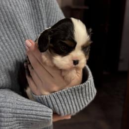 Cavalier King Charles Spaniel Puppies from Acorn Hollow Cavaliers