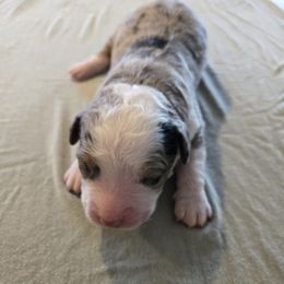 Girl 2 - Blue merle female Bernedoodle puppy in Lititz, Pennsylvania from Sleepy Hollow Acres