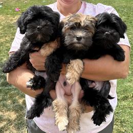 Lowchen Puppies from Calikij
