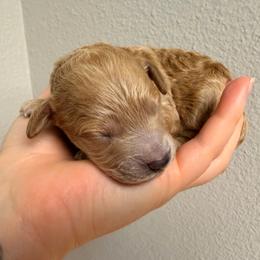 Aramis - Apricot male Poodle puppy in Bremerton, Washington from Lincoln Luxe Poodles