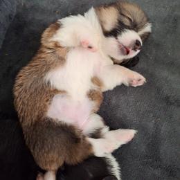 Pembroke Welsh Corgi Puppies from Rhone River Farm Pembroke Welsh Corgis