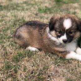 Pembroke Welsh Corgi Puppies from Diamond G Corgis