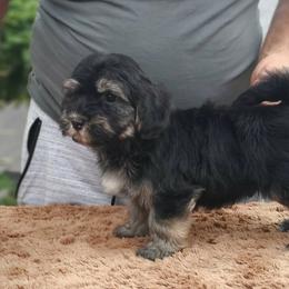 Cavachon, Cavalier King Charles Spaniel, Cavapoo, and Havanese Puppies from Peaks Pups & Cavachon Love Chocolate Cavaliers, Cavaliers, Cavachon’s, Cavapoos & Havanese