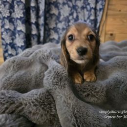 Grumpy - Cream male Dachshund puppy in Willard, Utah from Simply Sharing Love