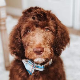 Goldendoodles from Doaks Creek Doodles