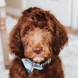 Goldendoodles from Doaks Creek Doodles