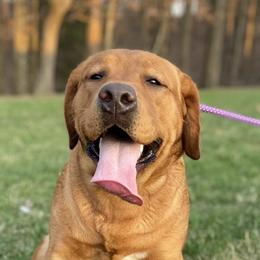 Labrador Retrievers from Fruity Labradors