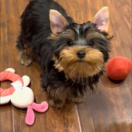 Loki - Black and gold male Yorkshire Terrier puppy in Antelope, California from Yorkie Family Home