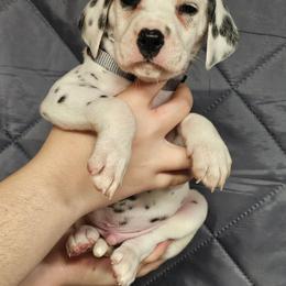 Boy 7 available - White and black male Dalmatian puppy in New Straitsville, Ohio from Woofter Dalmatians