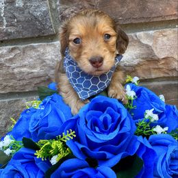 Andy - Red male Dachshund puppy in Richmond, Virginia from Irresistible Dachshunds