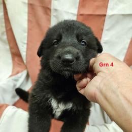 Girl 1 Green - Black female German Shepherd puppy in Rome, Georgia from Patriot Shepherds