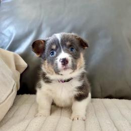 Glory - Blue female Pembroke Welsh Corgi puppy in Norman, Oklahoma from Charm Farm Corgis