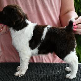 Stripe - Liver and white male Brittany puppy in Hollidaysburg, Pennsylvania from Royal Flush Farms