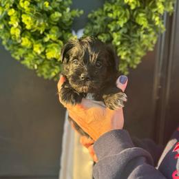 Green Boy - Black male Miniature Schnauzer puppy in Oneonta, Alabama from Murphree Valley Kennels