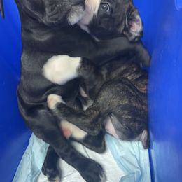 Boxer Puppies from A&B Euro Boxers, LLC
