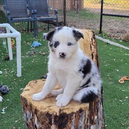 Frosty - Blue merle male Border Collie puppy in Morgan, Texas from Shooting Star Ranch