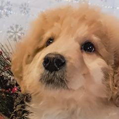 Double Doodles and Sheepadoodles from Kelley's Goldens Poodles and Doodles