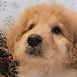 Double Doodles and Sheepadoodles from Kelley's Goldens Poodles and Doodles
