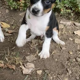 Rat Terrier Puppies from Hawthorne Terriers