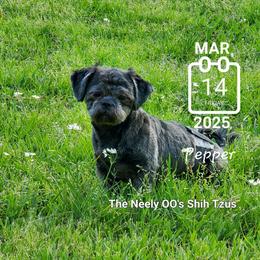 Pepper - Black Shih Tzu puppy in North Houston/Spring, Texas from The Neely OO's Shih Tzus