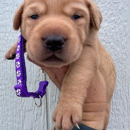 Purple - Yellow female Labrador Retriever puppy in Newton Grove, North Carolina from Wayalife Labradors & Gsp’s