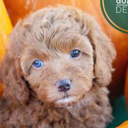Assorted Doodle Crosses, Aussiedoodles, Golden Aussiedoodles, Goldendoodles, and Sheepadoodles from Goldendoodledoo Farms
