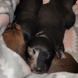 Dachshund and Miniature Australian Shepherd Puppies from Kelsey Humphrey