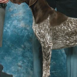 German Shorthaired Pointers from Aurora German Shorthaired Pointers