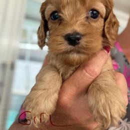 Giselle girl - Red female Cockapoo puppy in Haines City, Florida from Camic Cockapoos