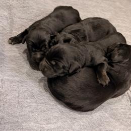 One - Black female Newfoundland puppy in Tully, New York from Bear Paw Newfoundlands