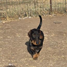 Cash - Wild boar male Dachshund puppy in Peyton, Colorado from Timber Springs Wirehair Dachshunds